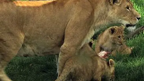 Épisodes de Zoo Nursery France