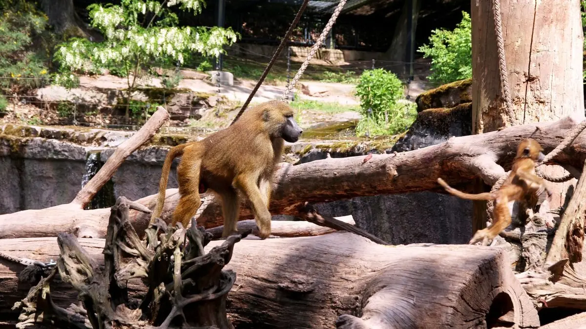 Zoos : la gestion des animaux en question