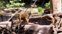 Zoos : la gestion des animaux en question