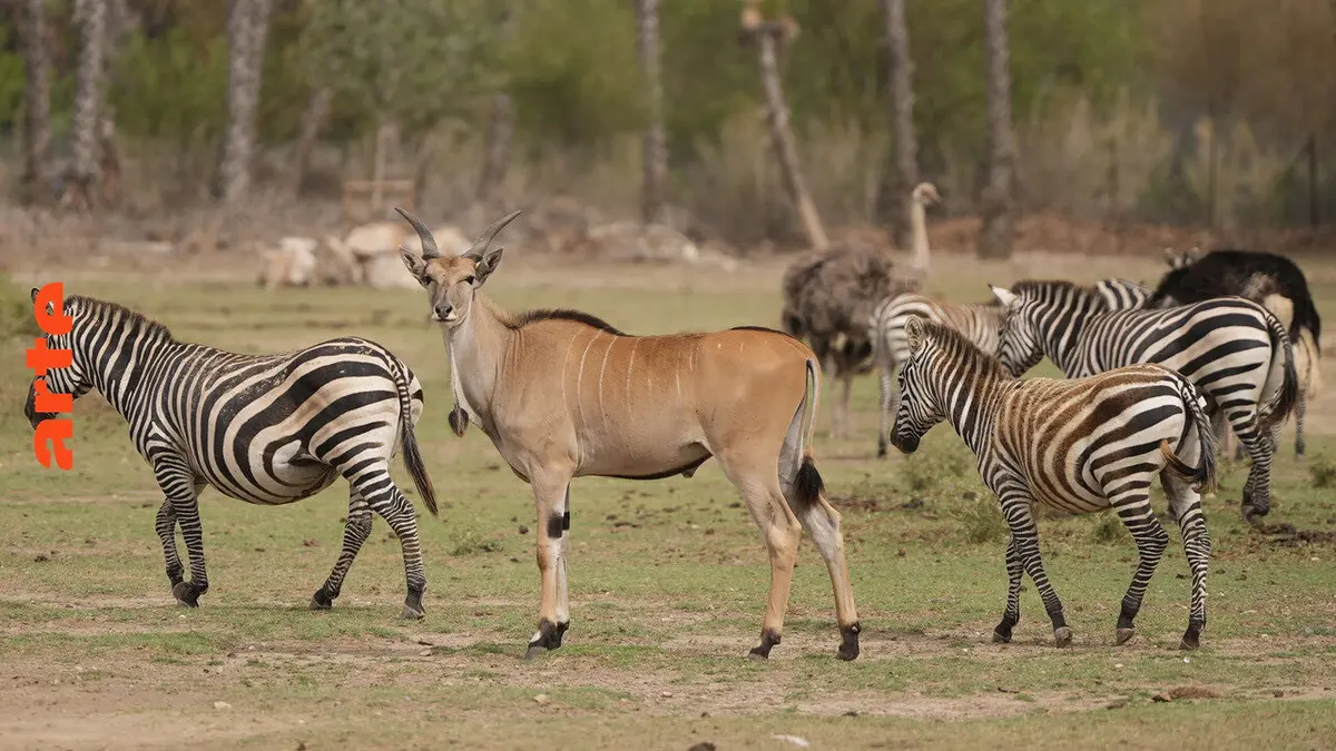 Zoos : place aux écosystèmes