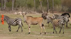 Zoos : place aux écosystèmes