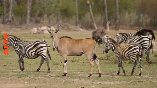 Zoos : place aux écosystèmes