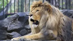 Zoos : protéger les espèces menacées