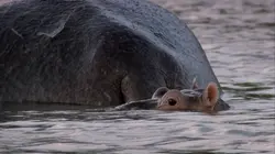 Sur Animaux à 21h20 : Crocodiles : le côté obscur