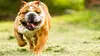 A la recherche du compagnon idéal E01 Boston Terrier / Bulldog