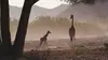 Maman girafe