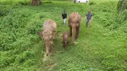 L'hôpital des éléphants