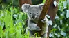 Australie : urgences faune sauvage