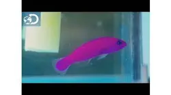 Le poisson fraise : Aquamen