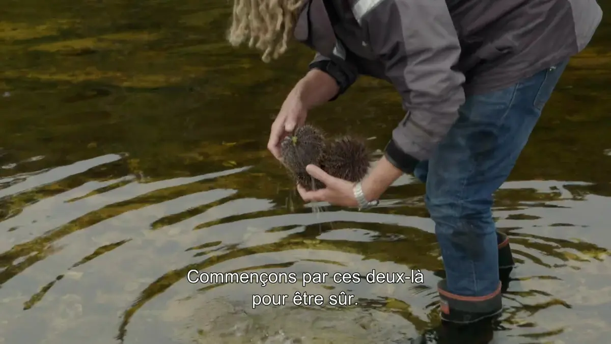 Replay W9 : Ocean predators : S1 E2 - Le requin plat-nez