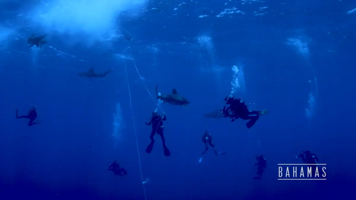 Replay W9 Diving with sharks the ultimate guide Diving with